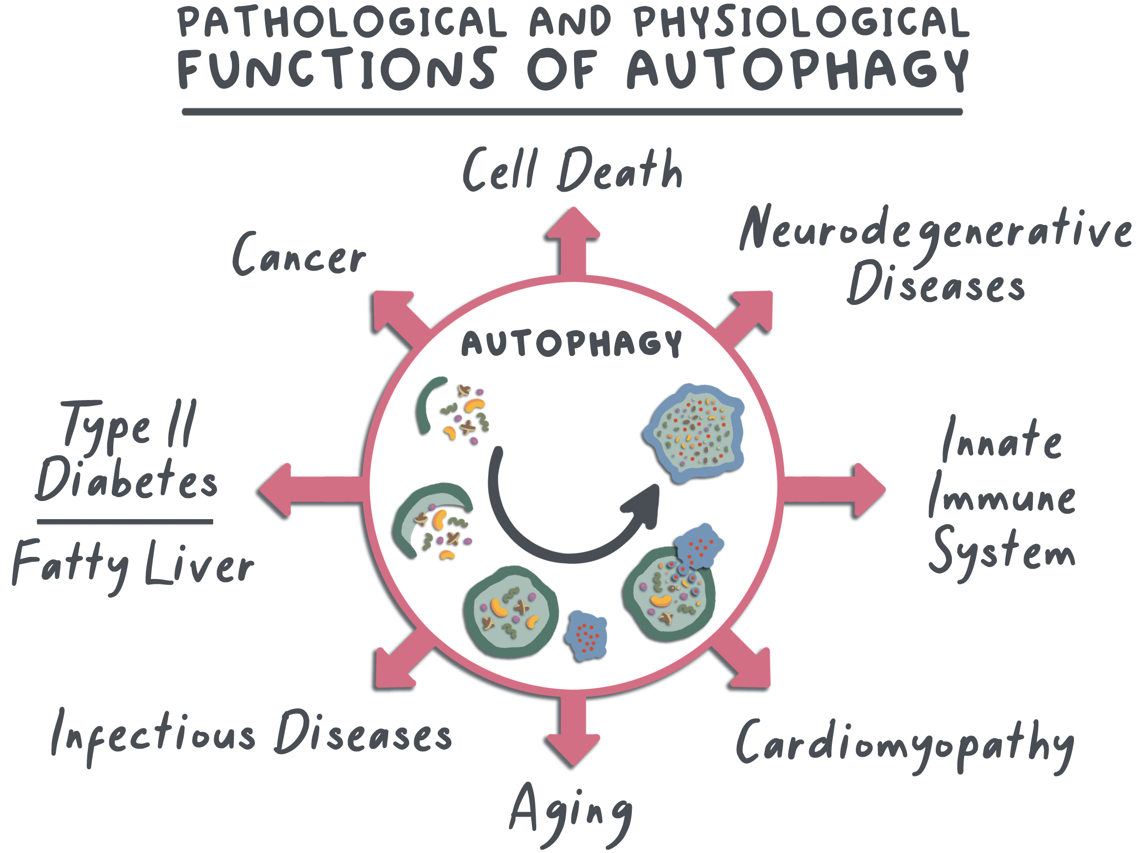 Diagram explaining autophagy — the body's natural cellular self-cleaning process that activates during fasting