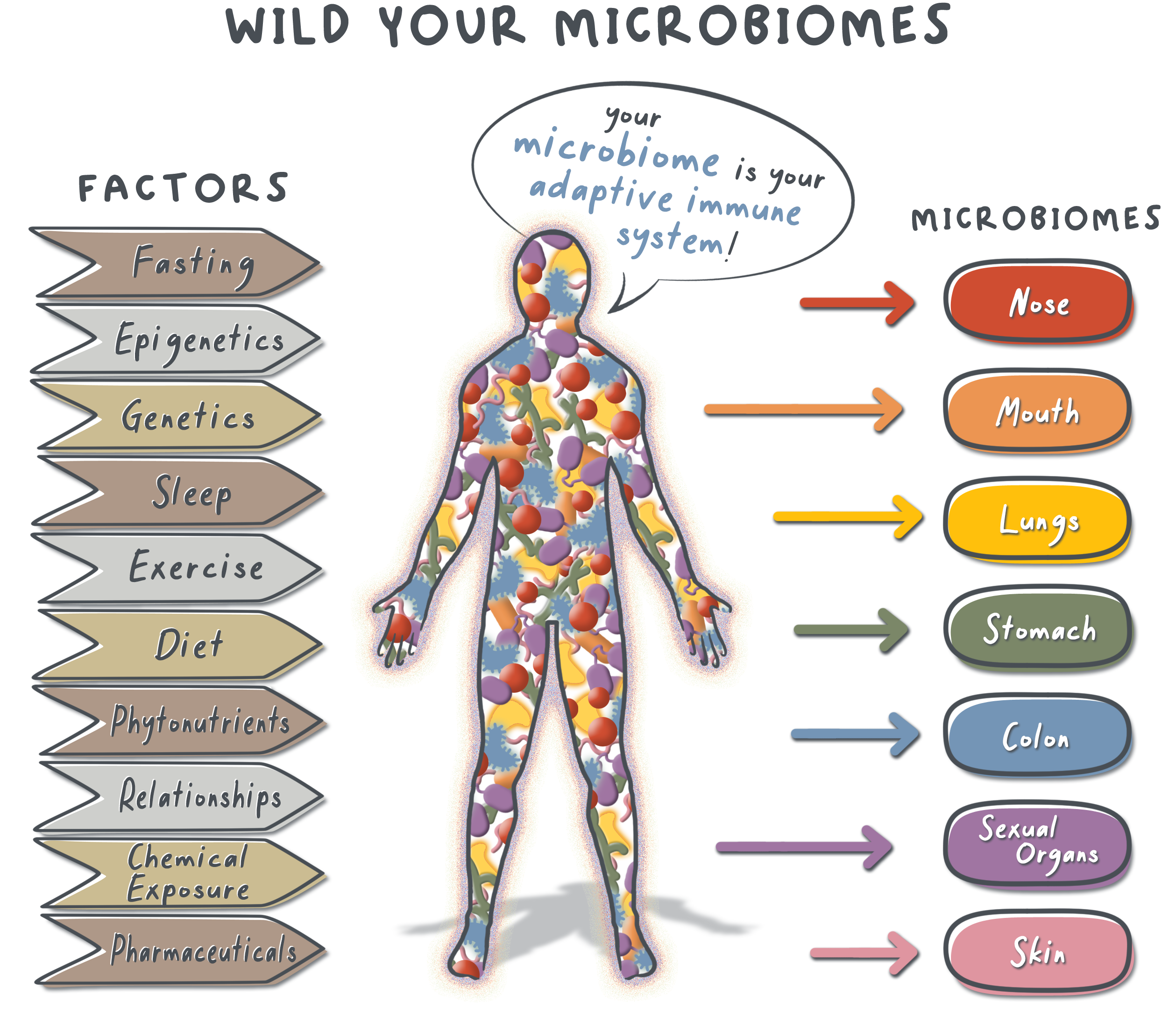 Illustration showing how to rewild and restore your body's diverse microbiome communities