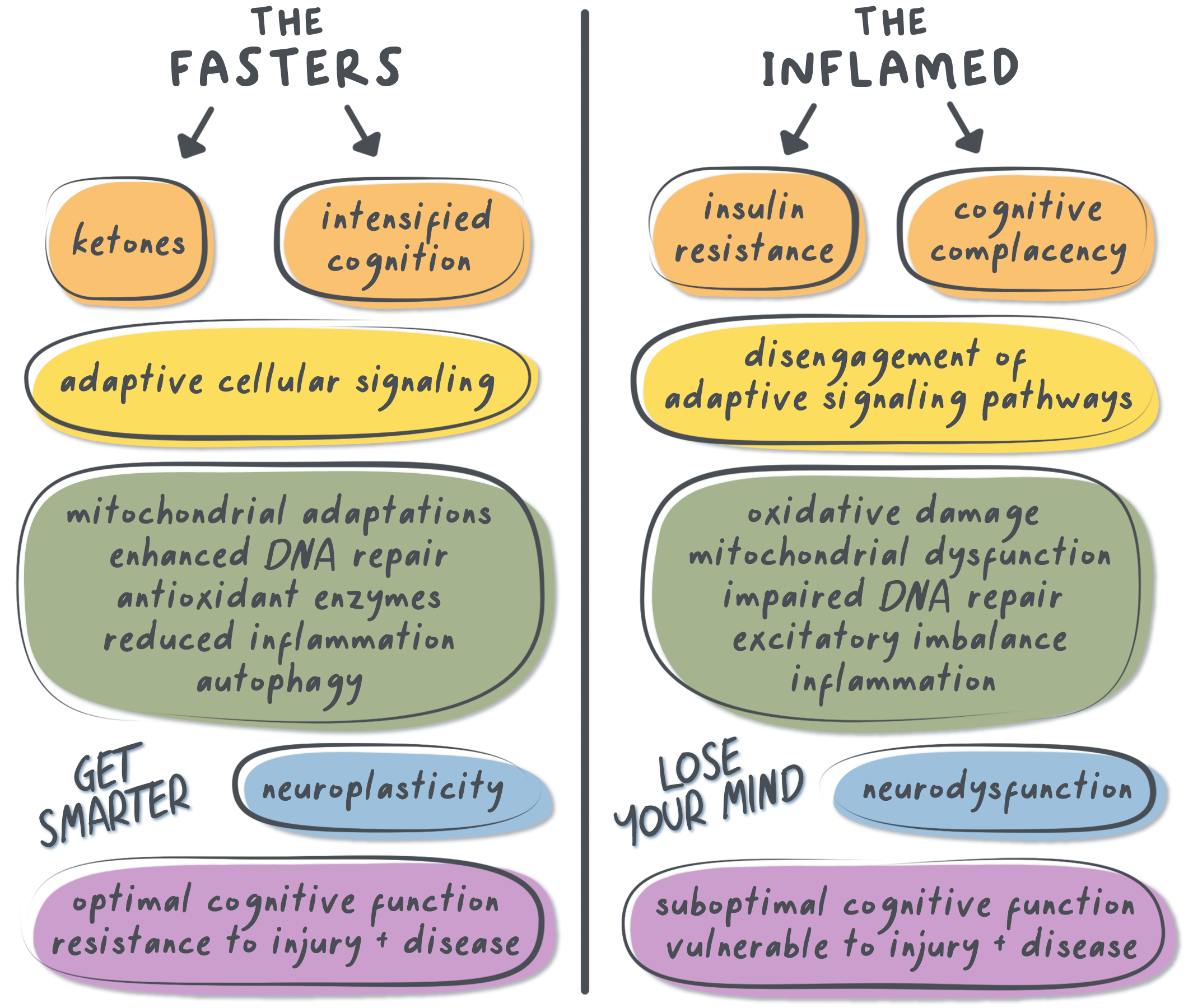 Comparison diagram showing the metabolic differences between people who practice intermittent fasting versus those who are chronically inflamed